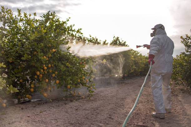 Best Exterminator Services  in South Padre Island, TX