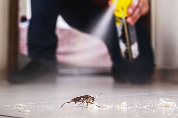 Best Local Pest Control Services  in South Padre Island, TX